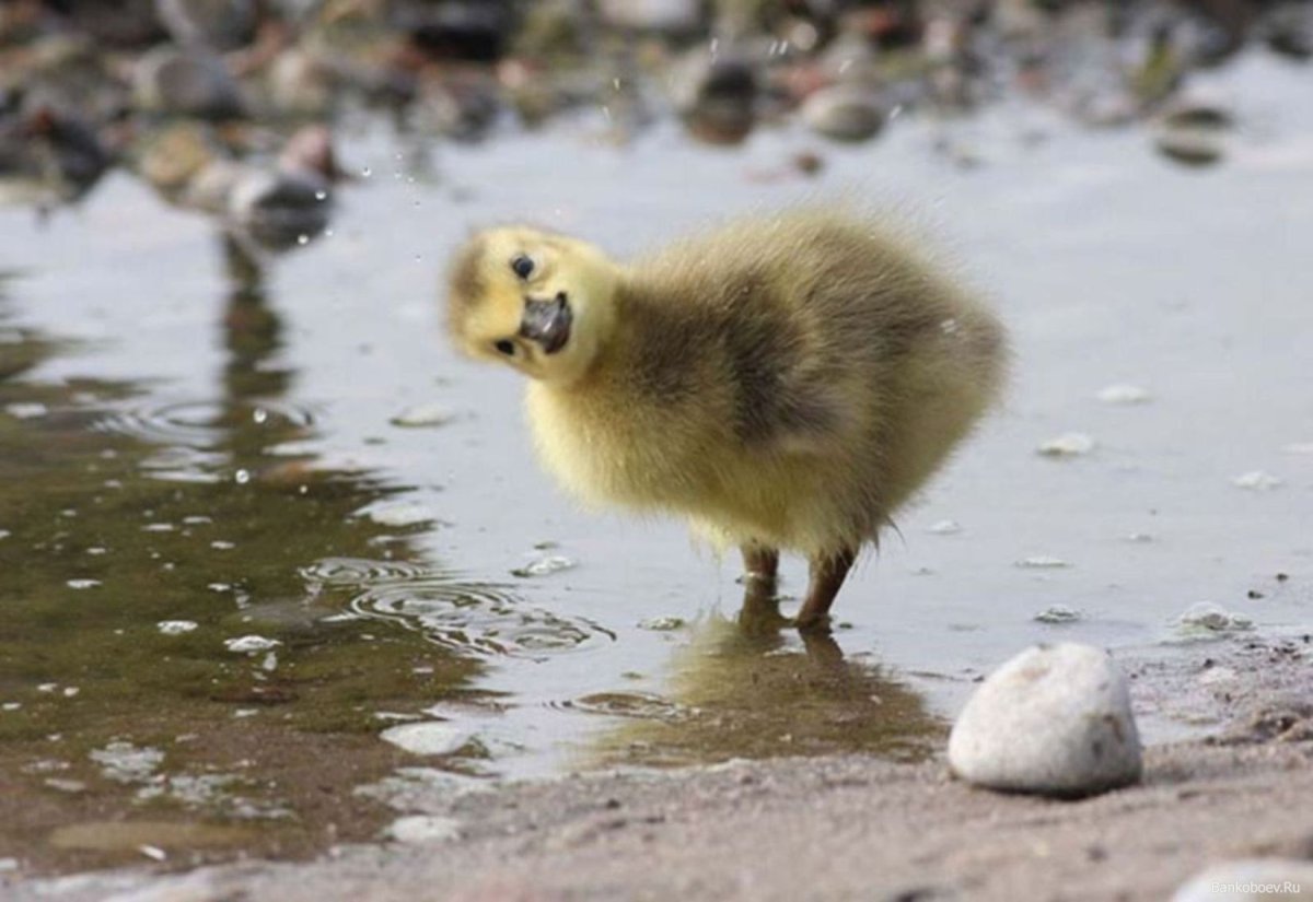 Утенок бежит