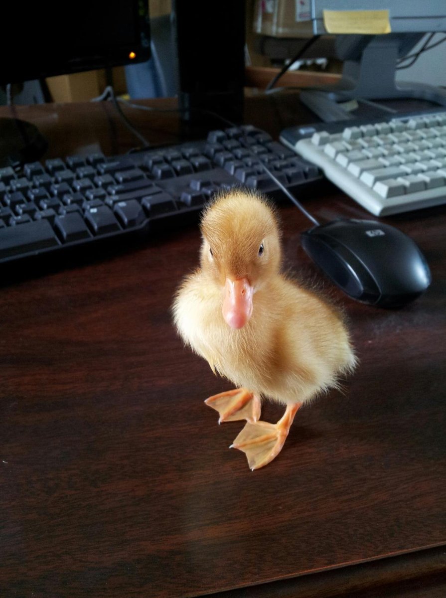 Уточка Живая домашняя