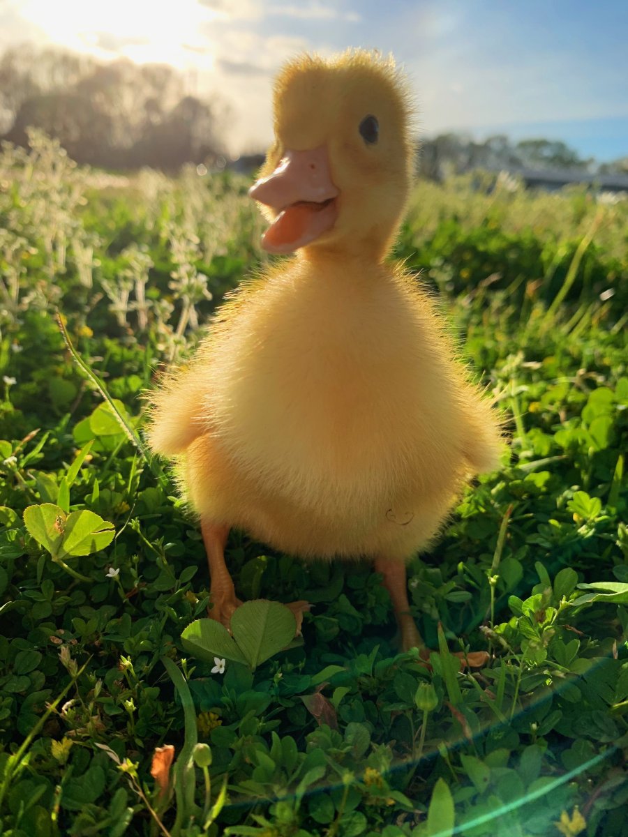 Пушистый утенок