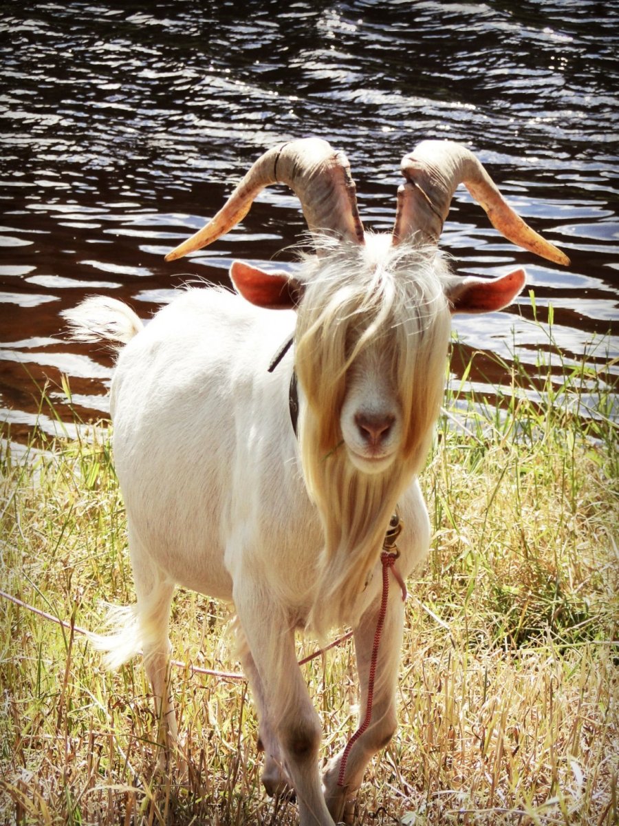 Козёл с чёлкой