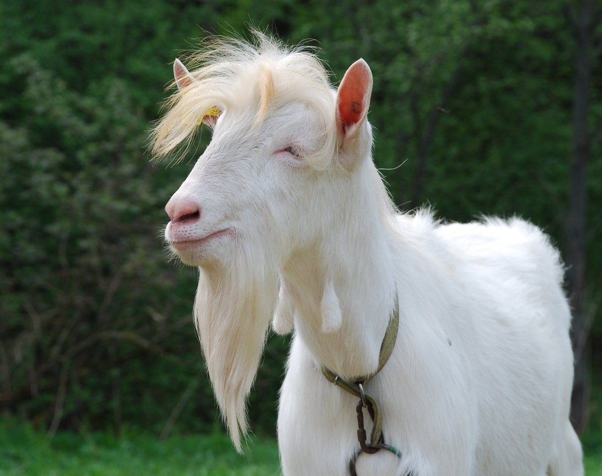 Альпийский длинношерстный козел