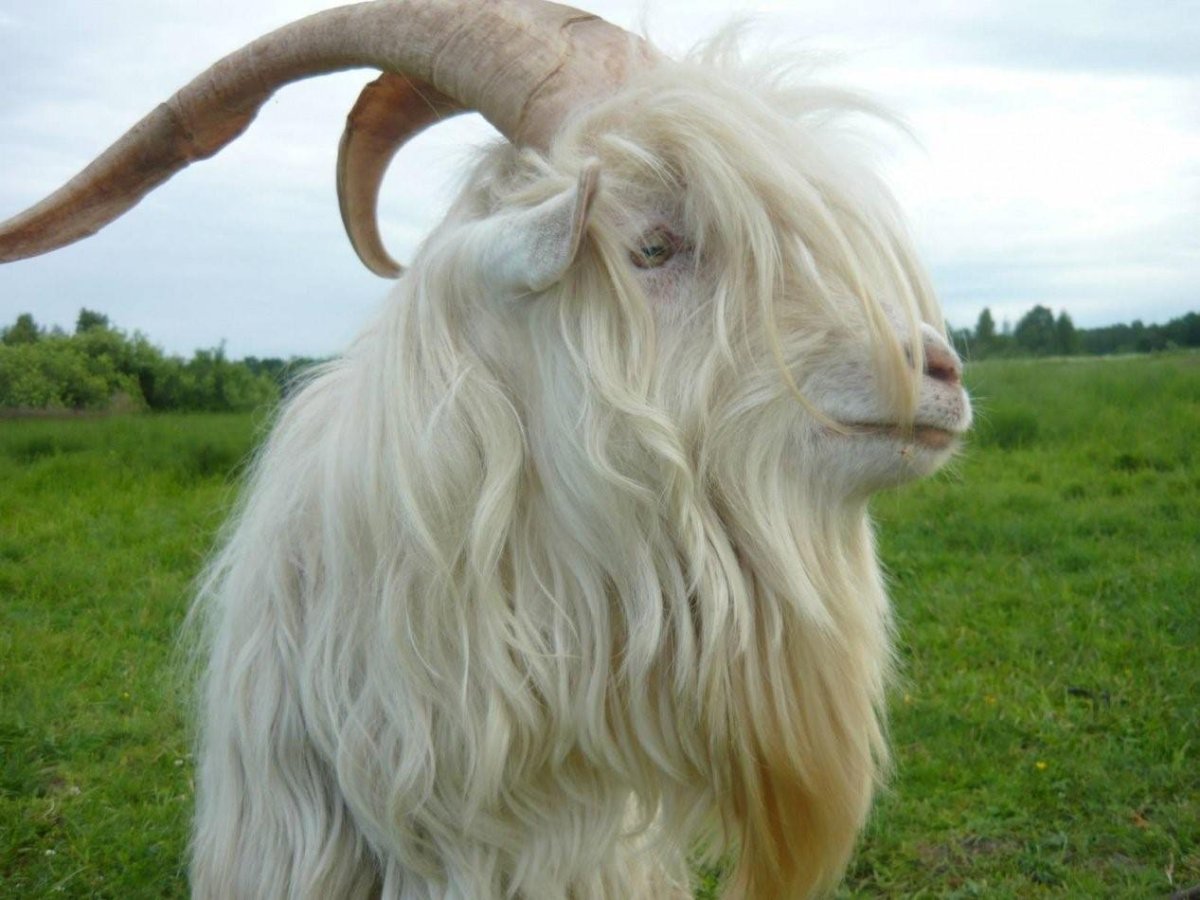 Козел с бородой