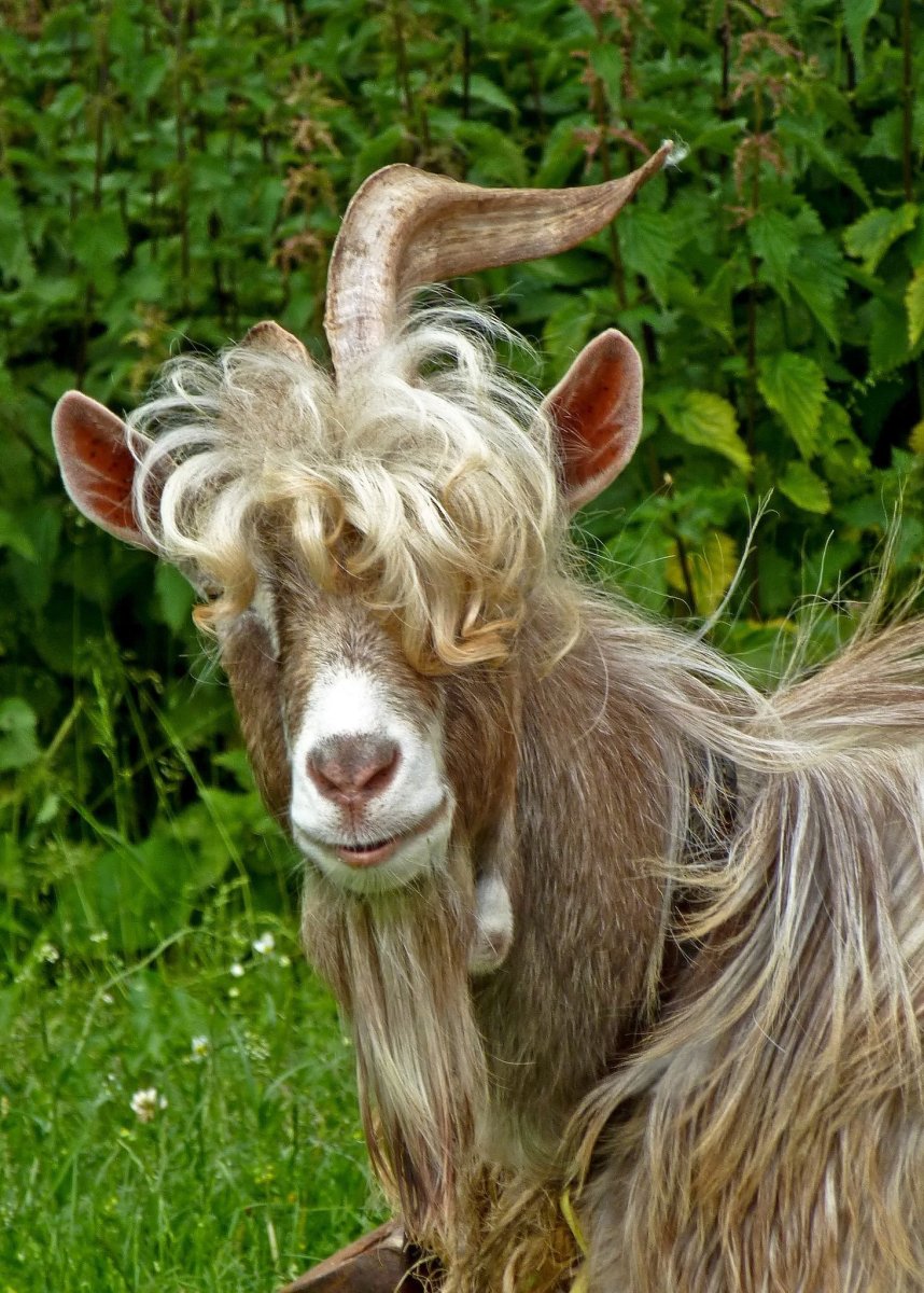 Кудрявый козел