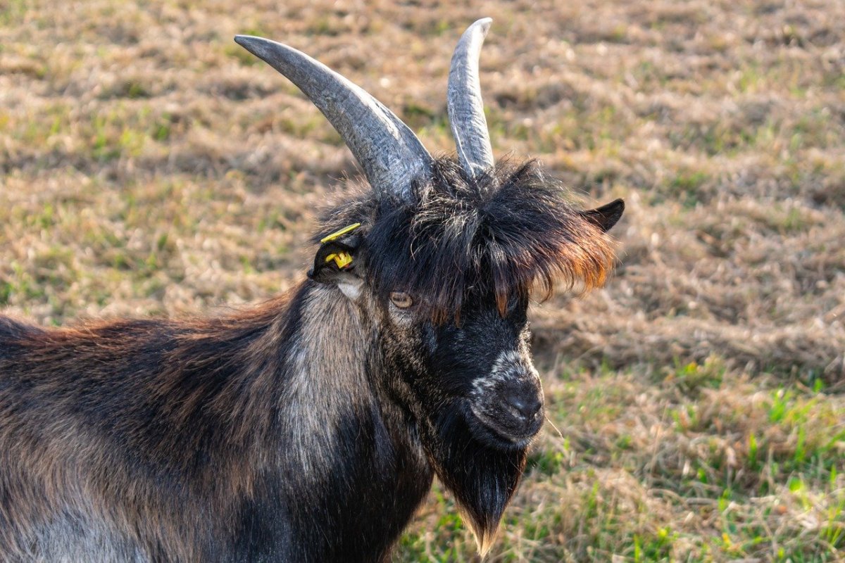 Кудрявый козел