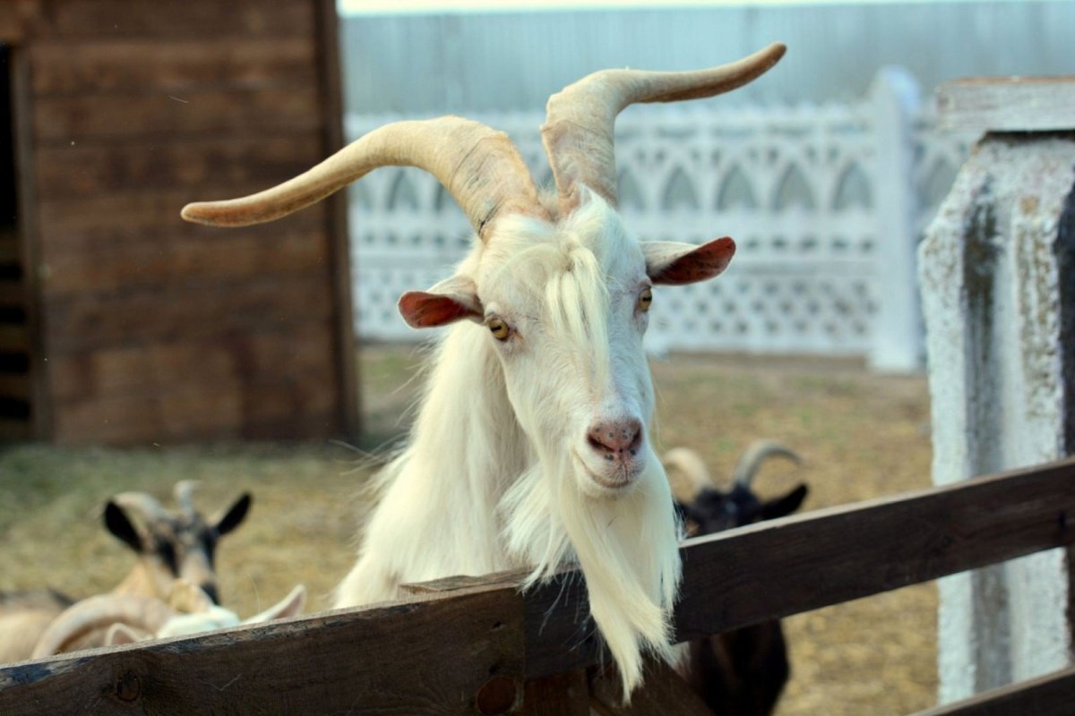 Крутой козел