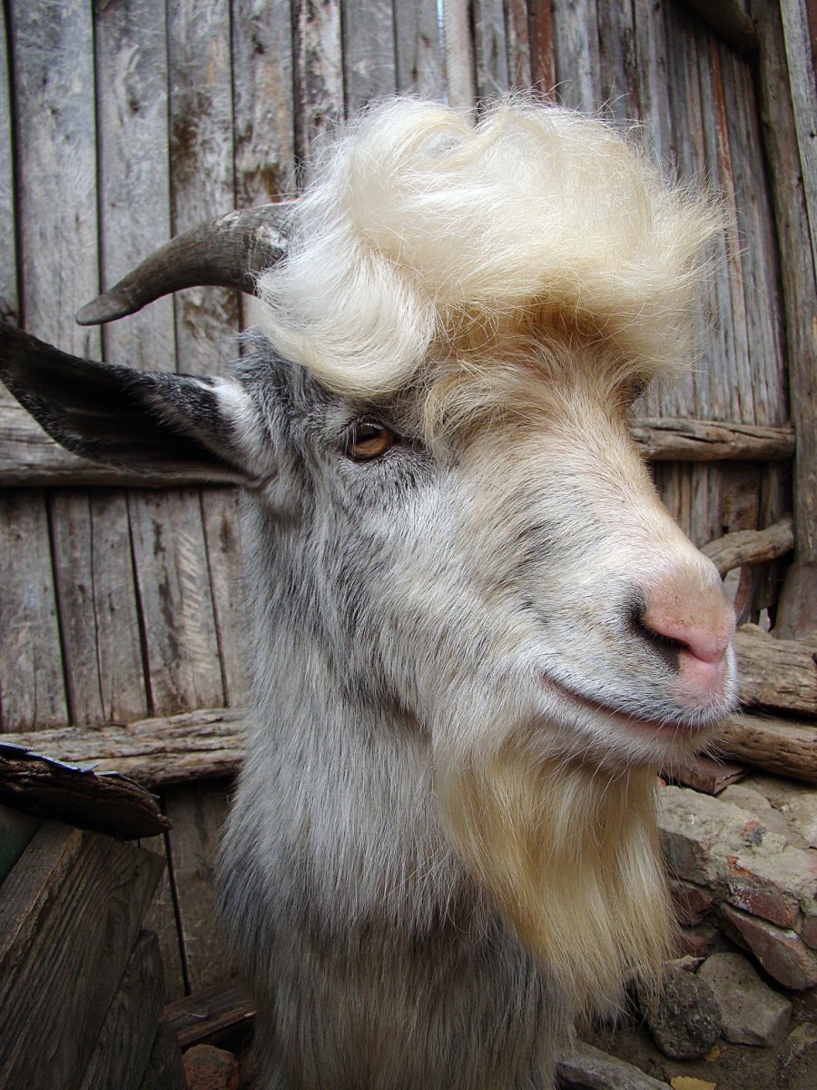 Коза с бородой
