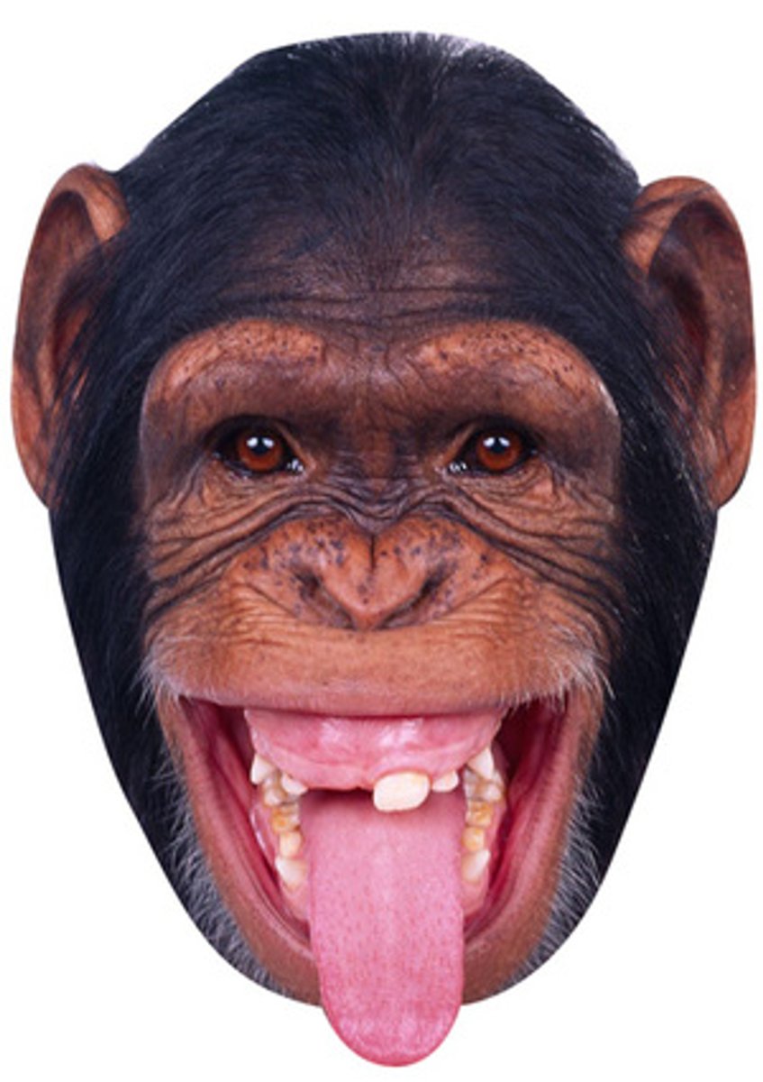 Обезьяна с высунутым языком