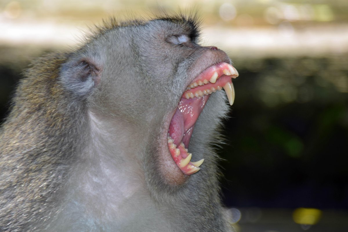 Капуцин клыки