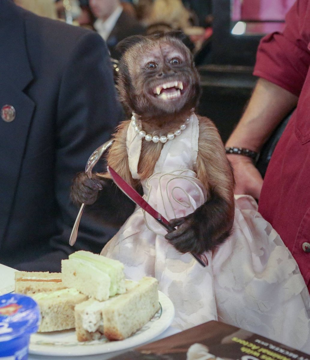 Капуцин Декстер