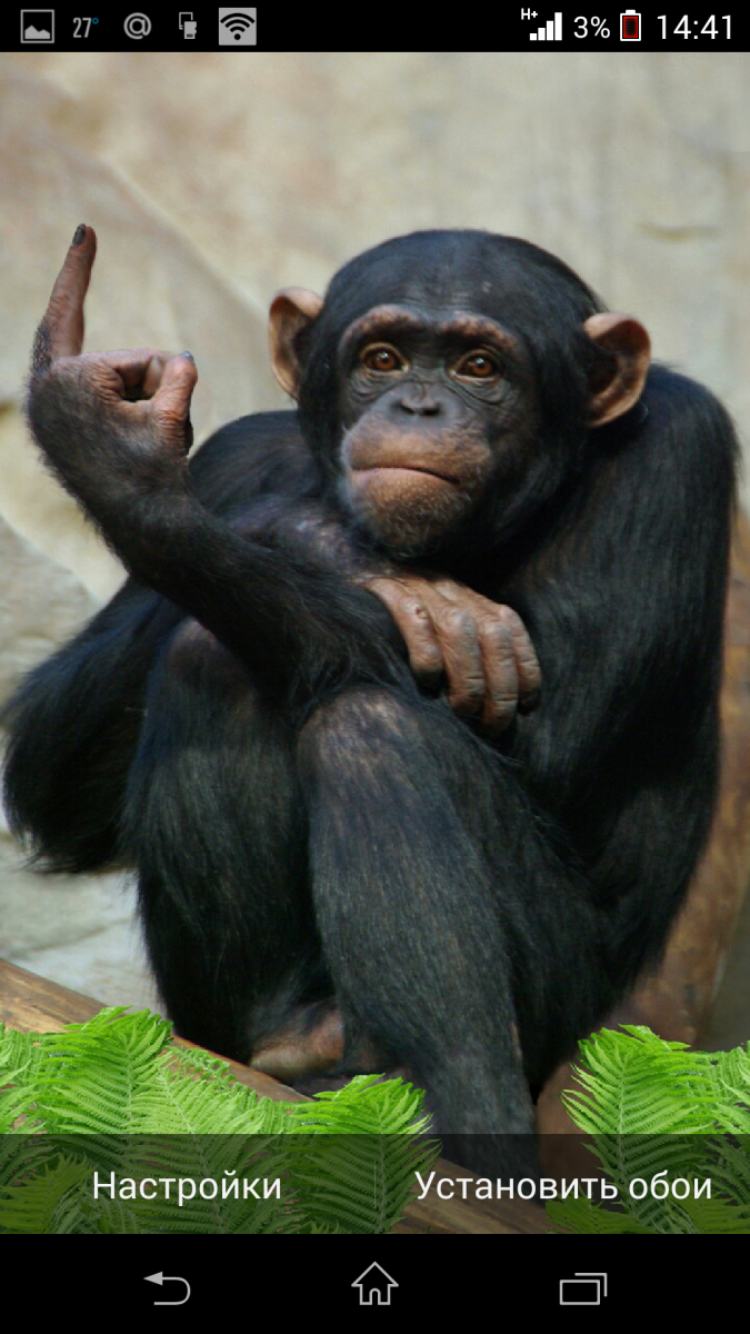 Смешная обезьяна с телефоном