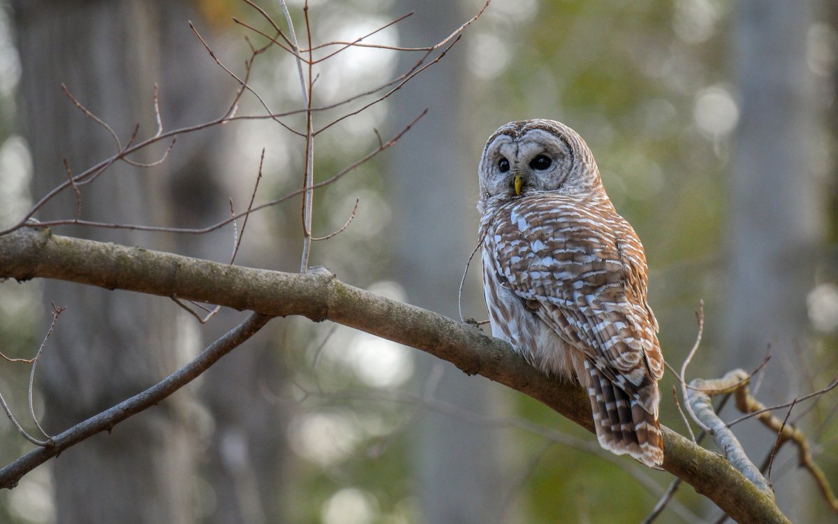 Серая неясыть размер