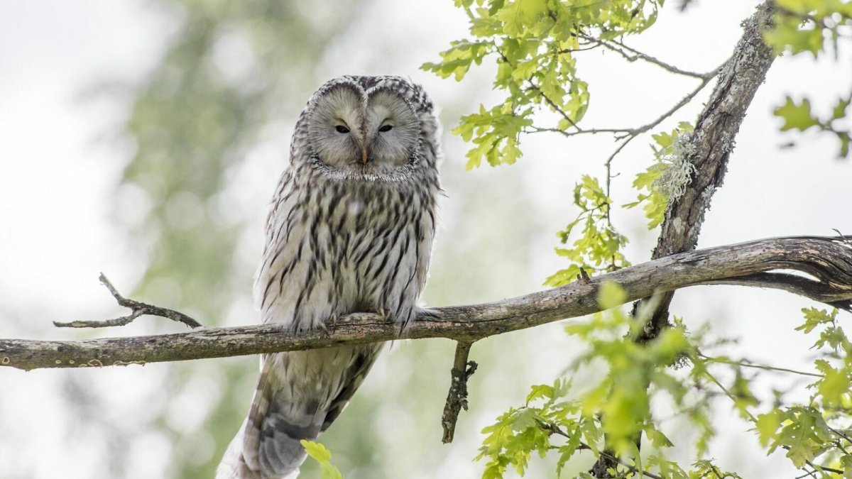 Пагодная неясыть