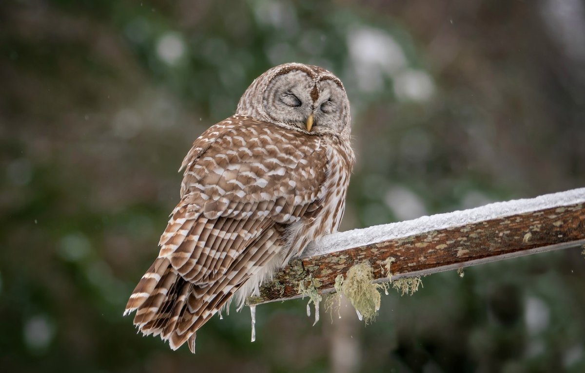 Сова неясыть