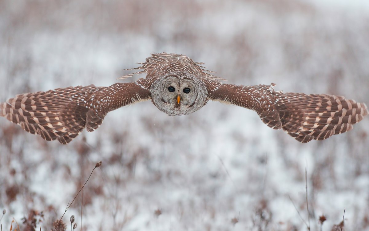 Длиннохвостая неясыть охотится