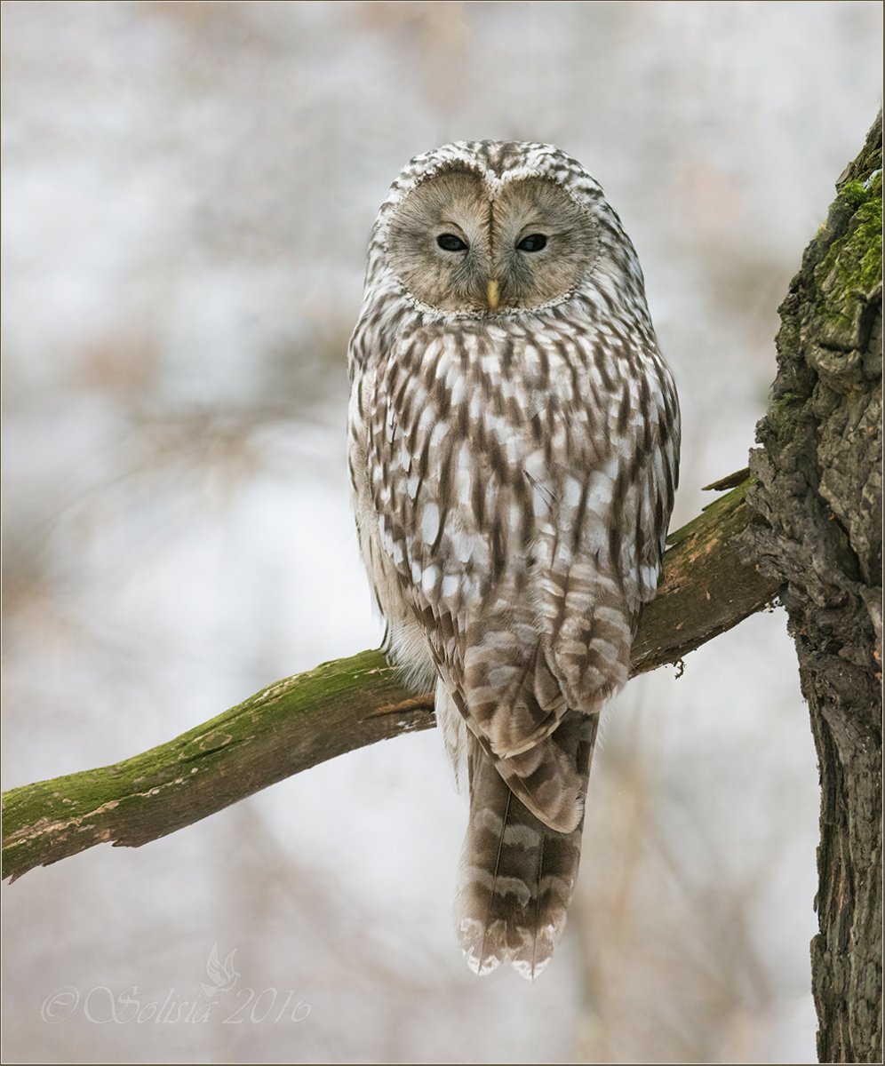 Красноногая неясыть