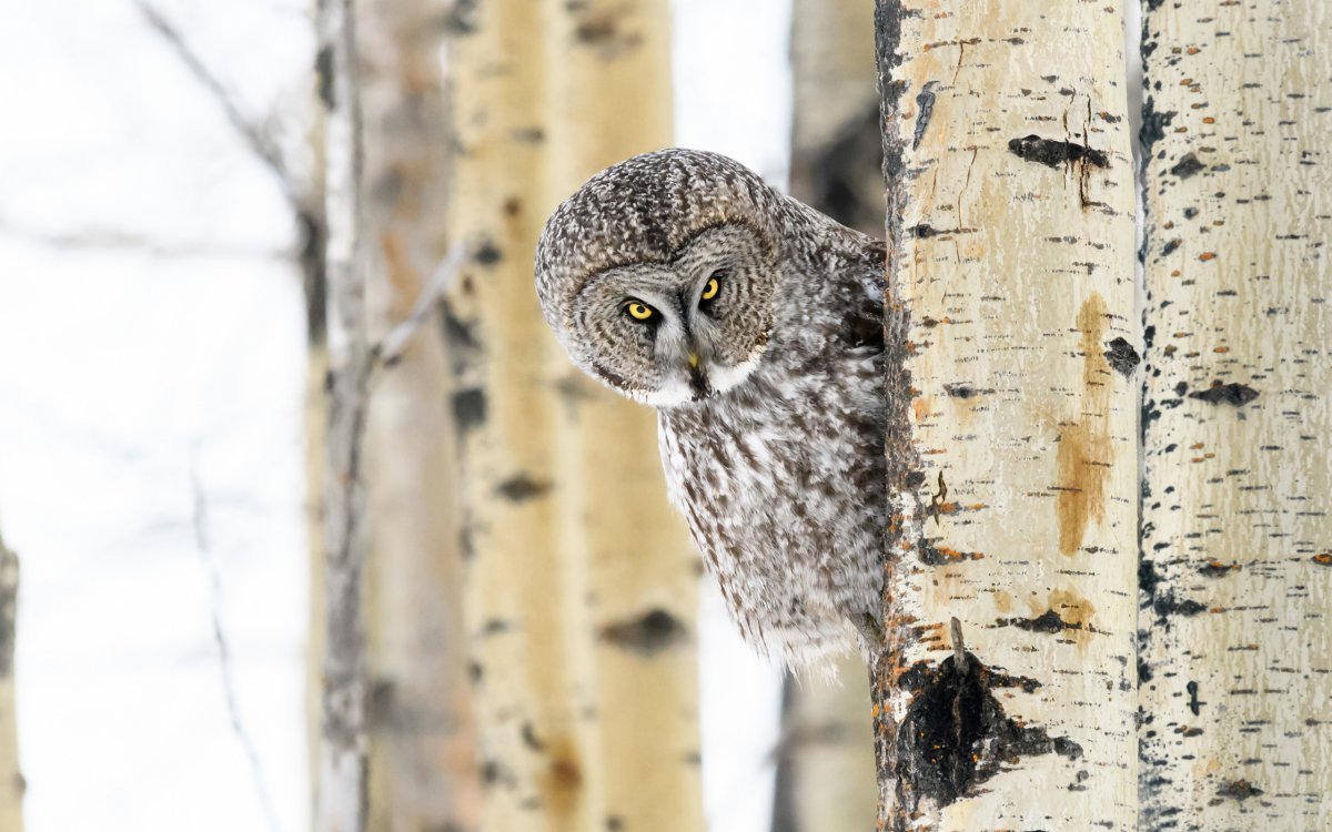 Сова в лесу