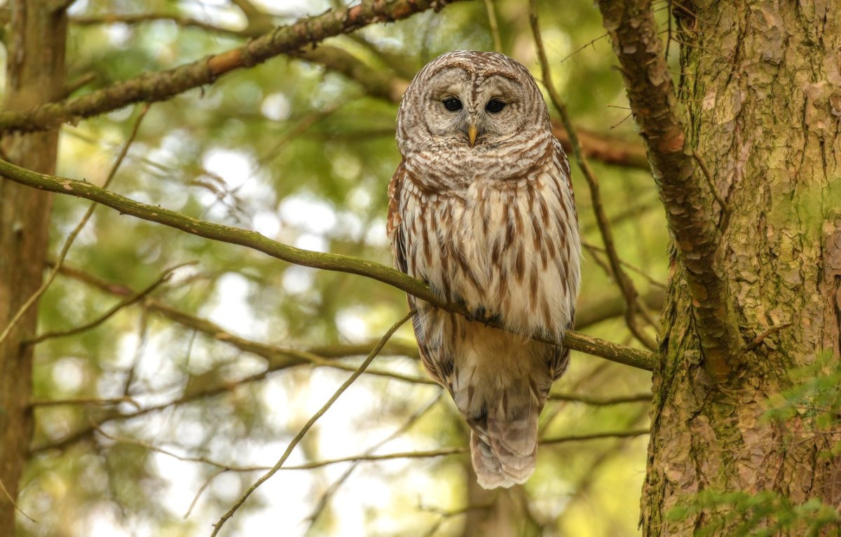 Сова неясыть