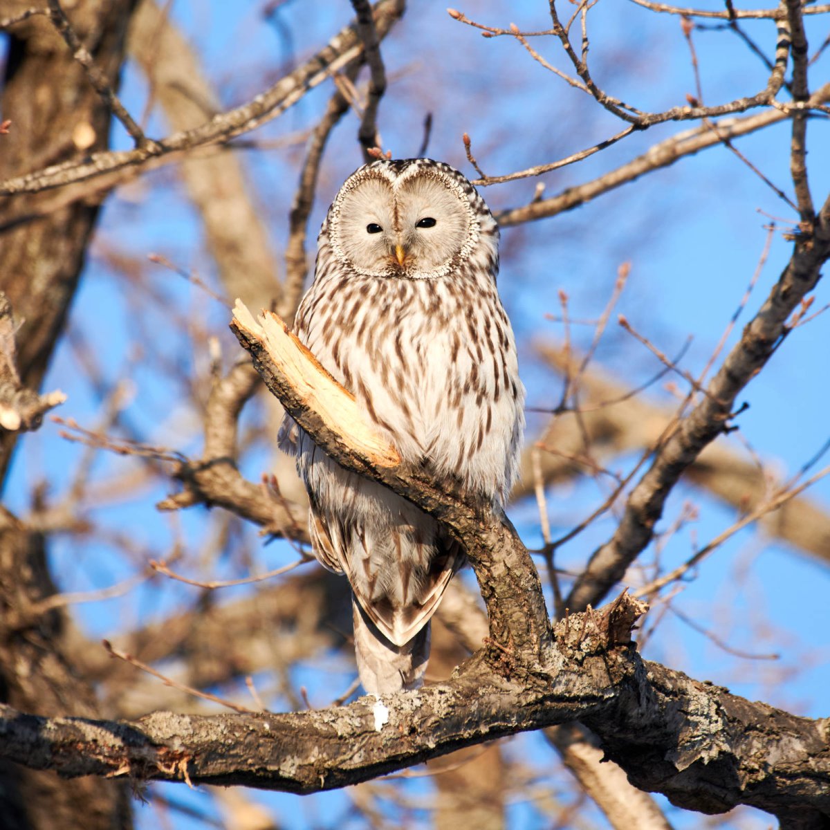 Неясыть длиннохвостая охотница
