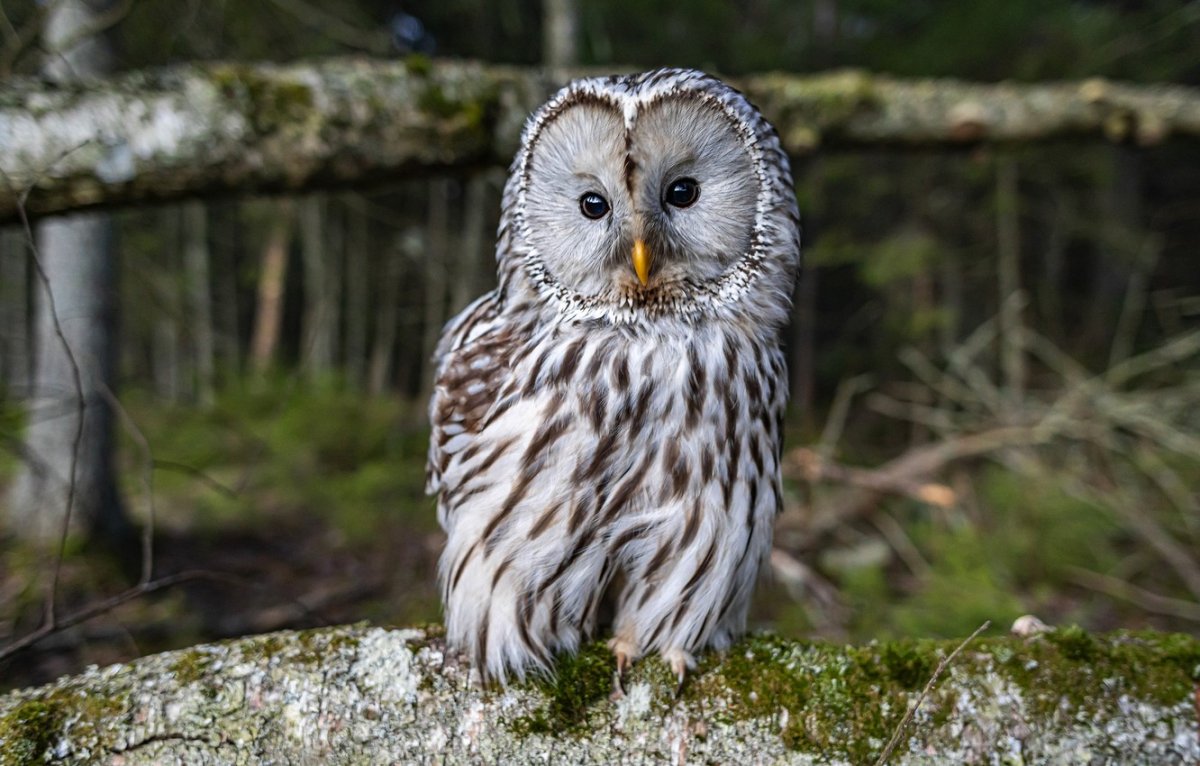 Серая неясыть самец и самка