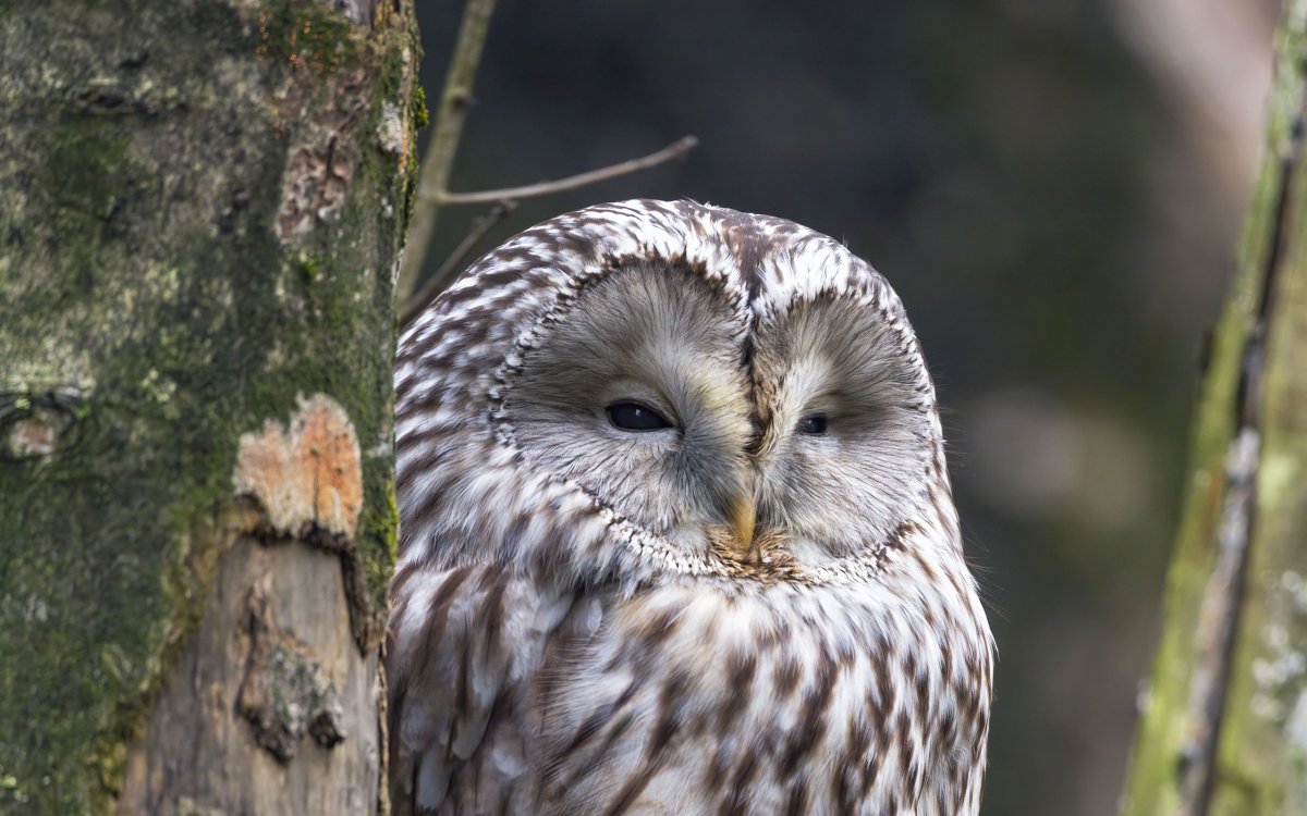 Сова длиннохвостая неясыть