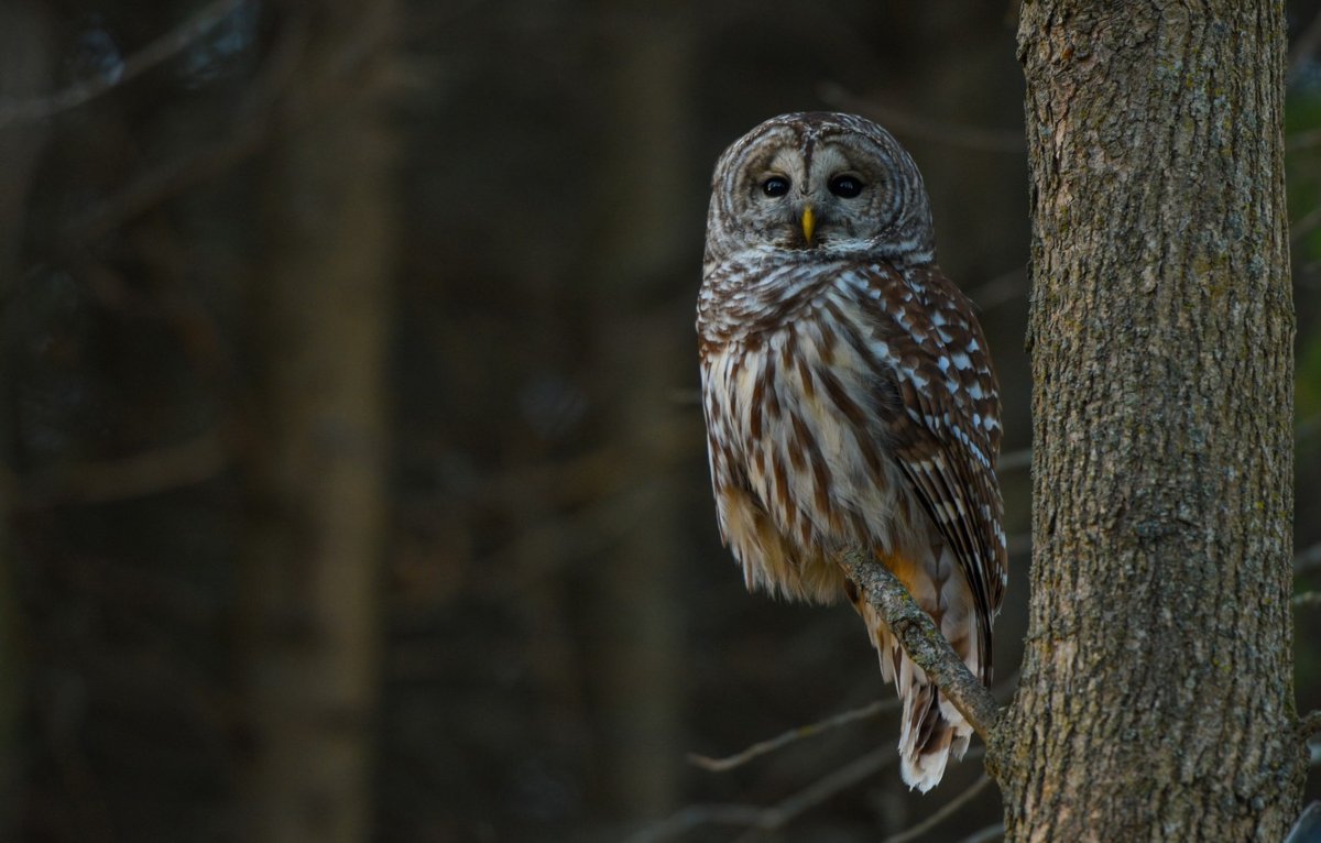 Неясыть Давида