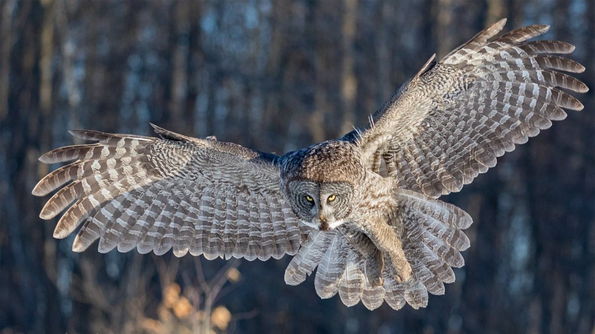 Бородатая неясыть в полёте