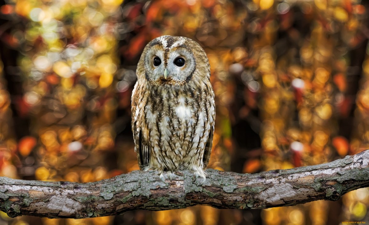 Пятнистый Филин