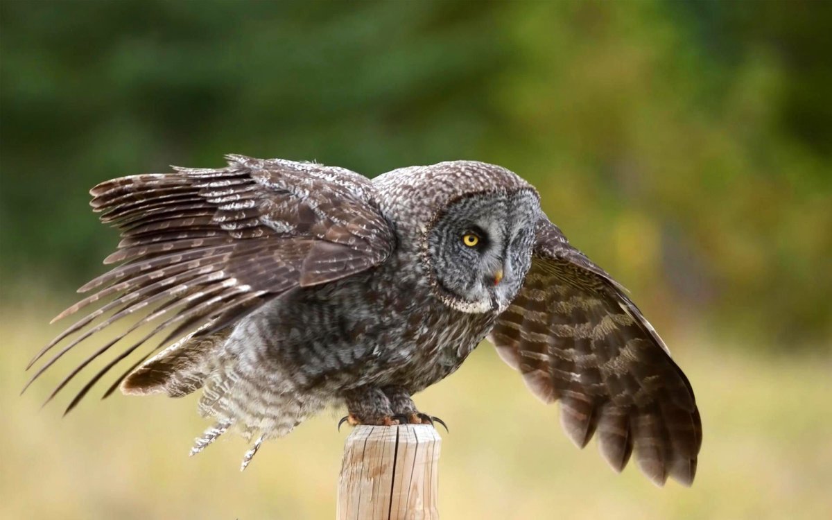 Серая бородатая неясыть