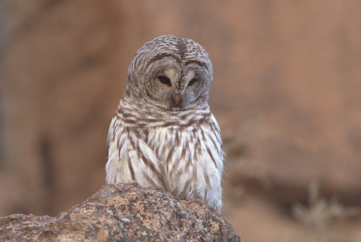 Пятнистая неясыть Совенок