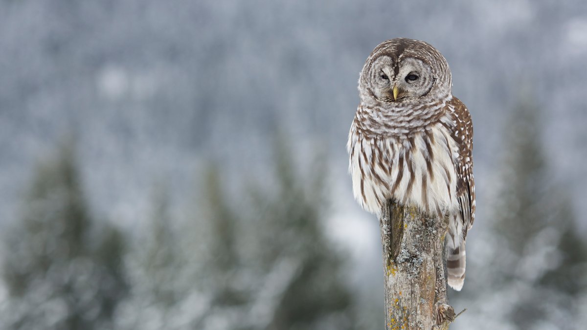 Пёстрая неясыть