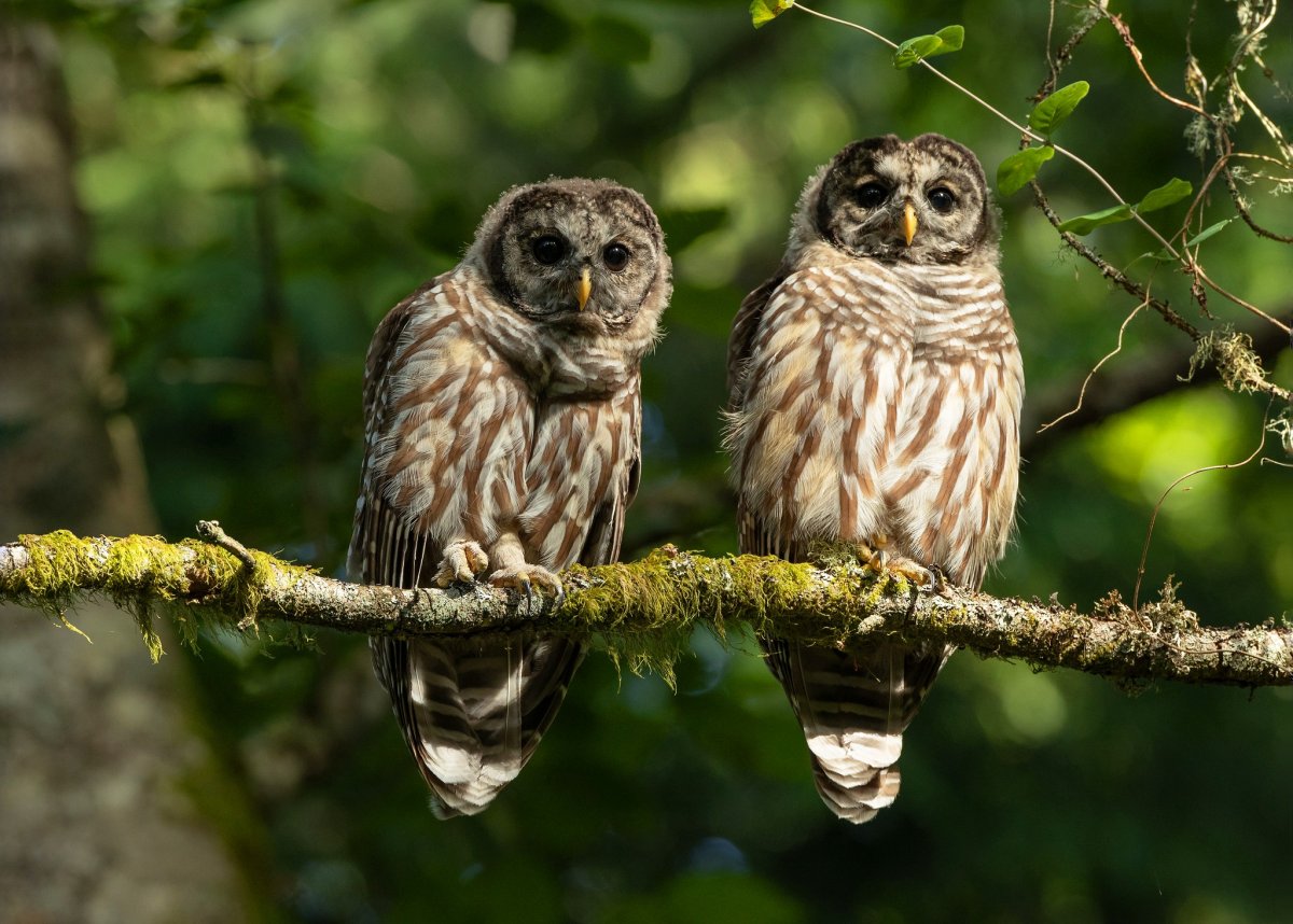 Сова на ветке