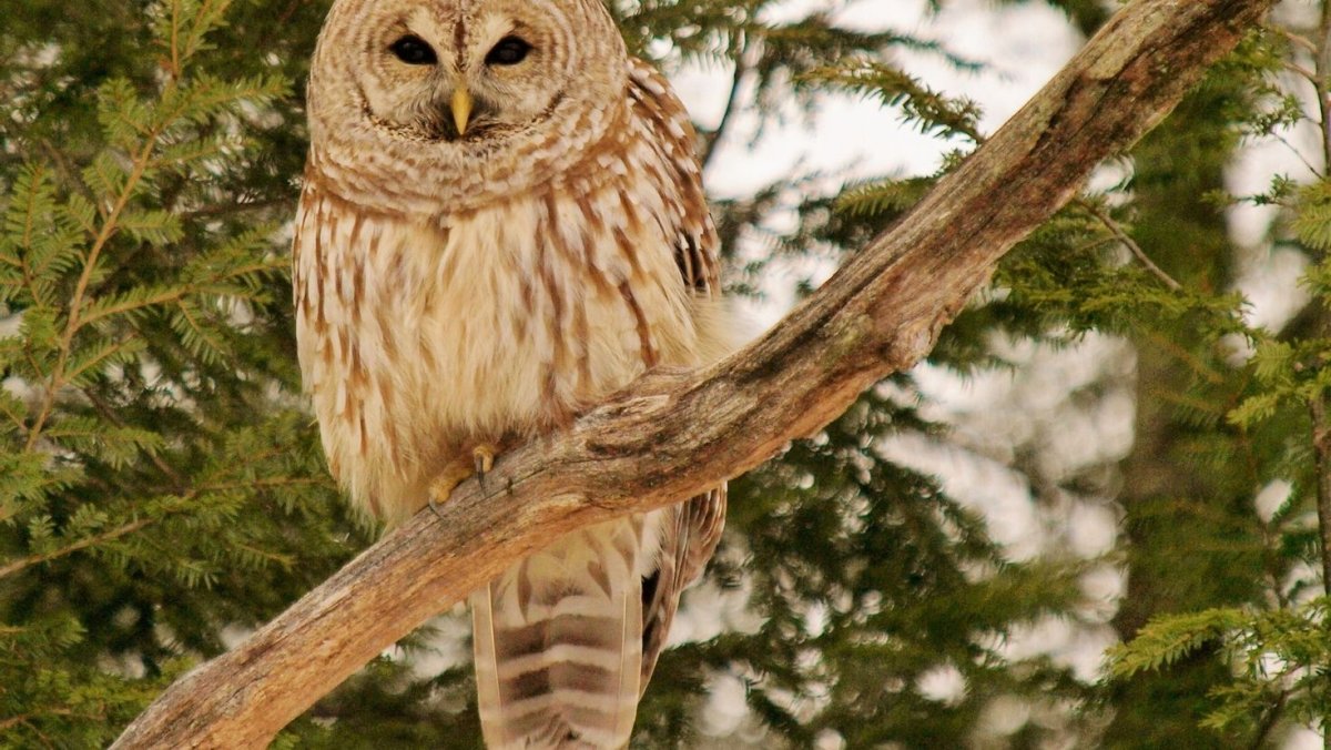 Сова неясыть птица