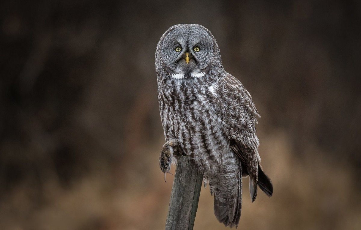 Сова серая неясыть