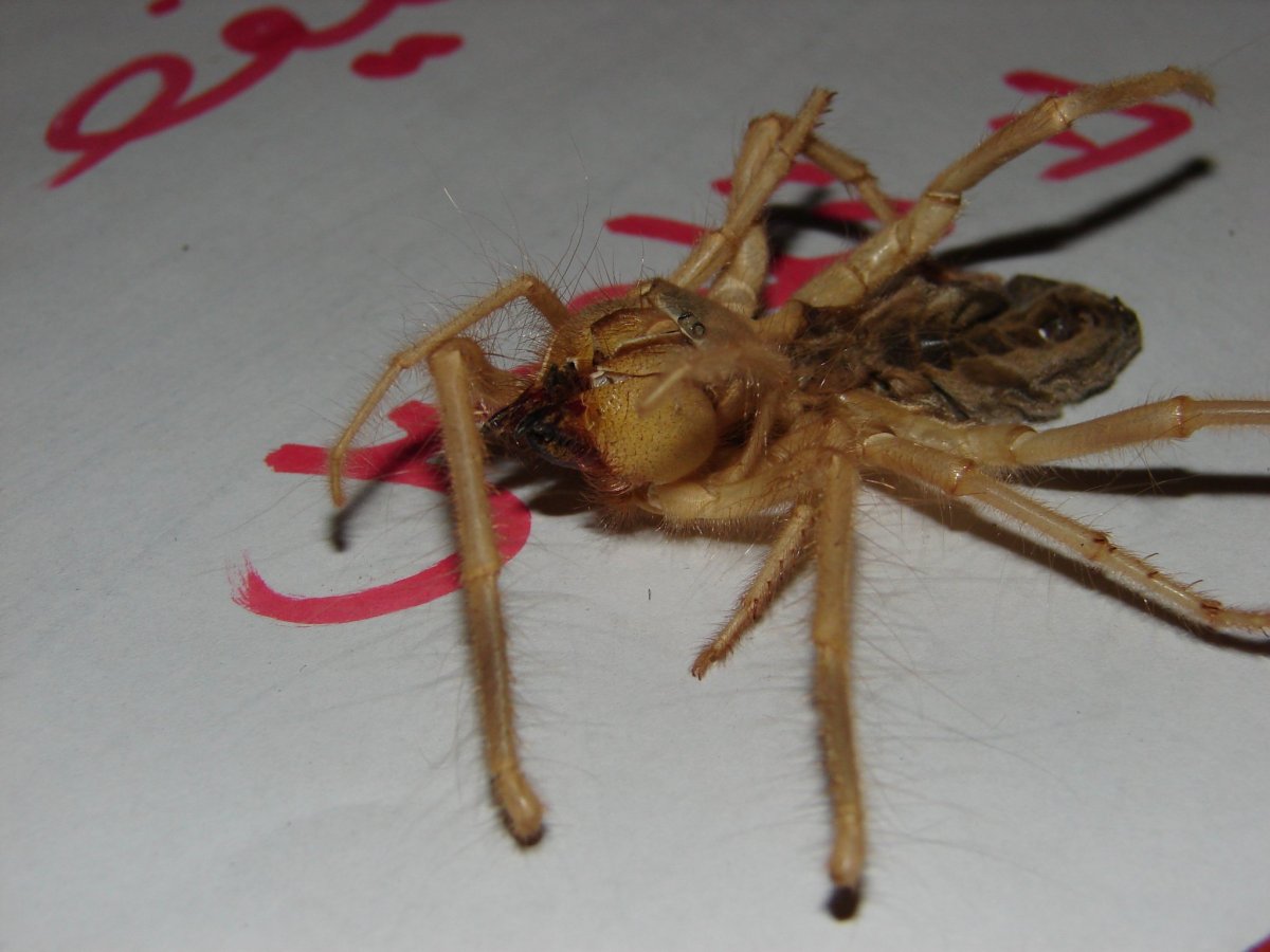 Фаланга паук маленький