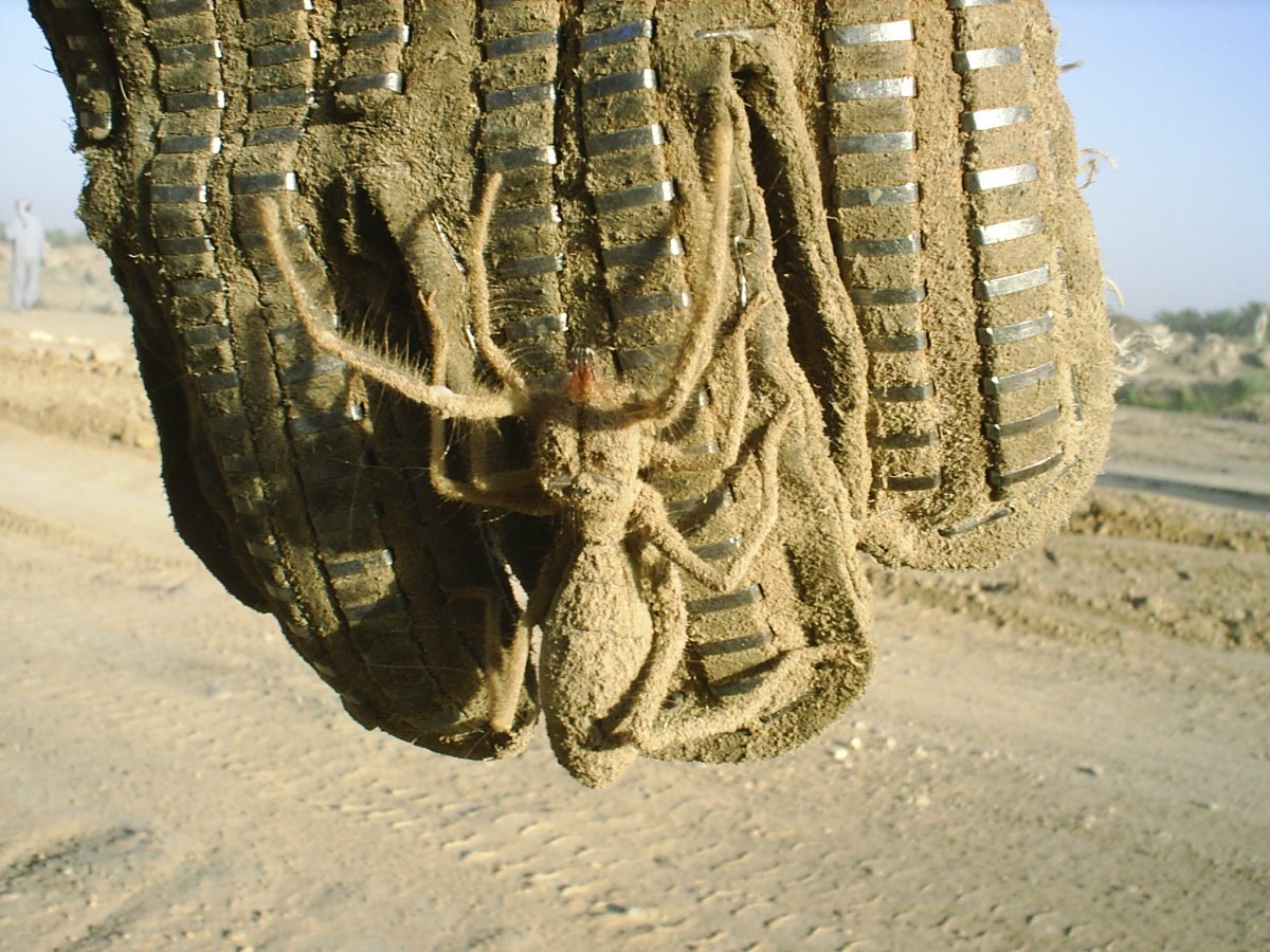 Гигантский верблюжий паук
