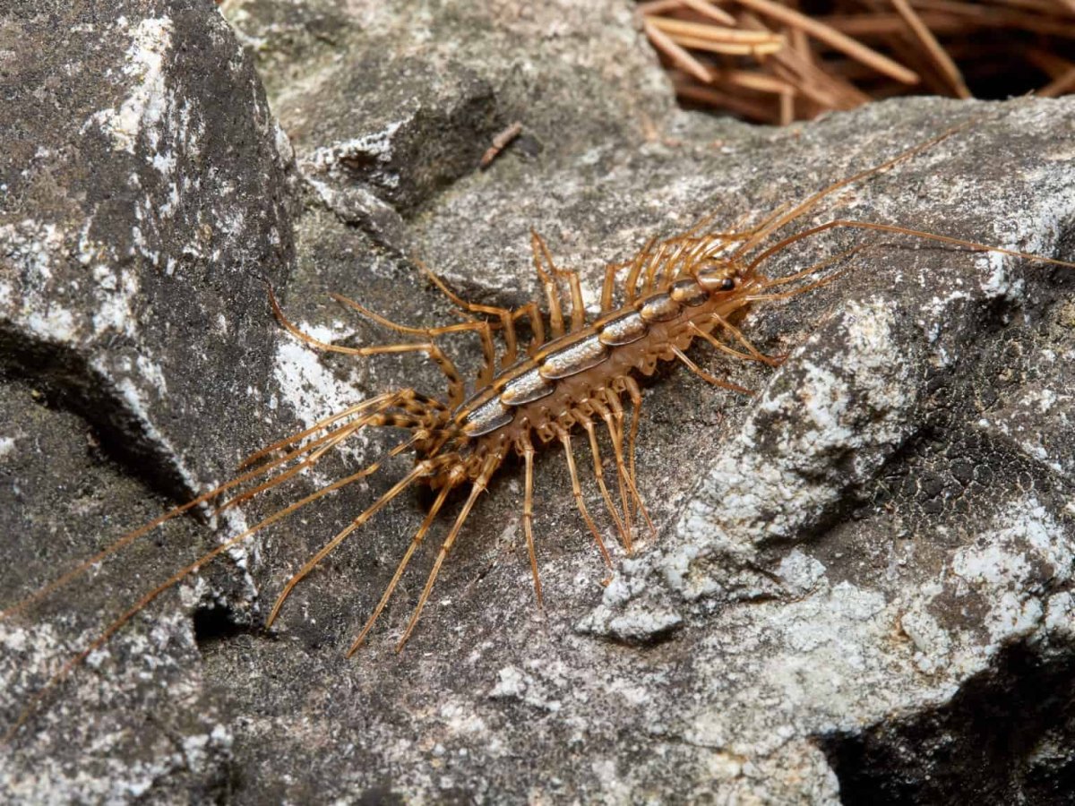 Скутигера Тянь Шанский