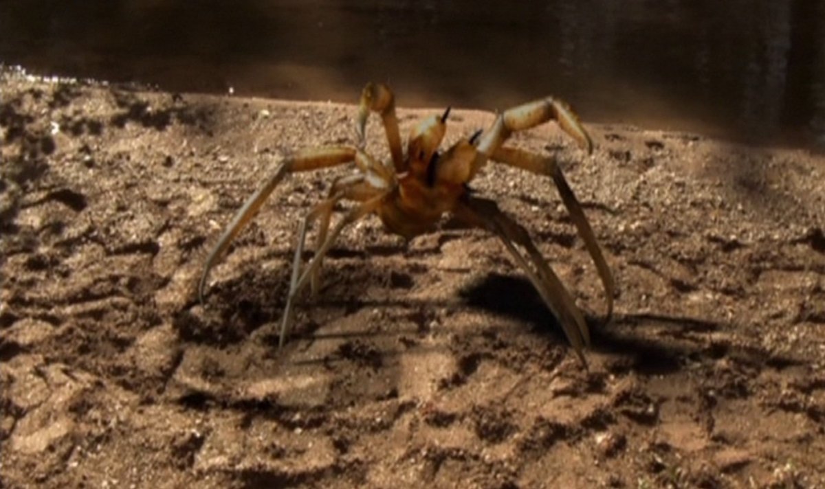 Верблюжьих пауков