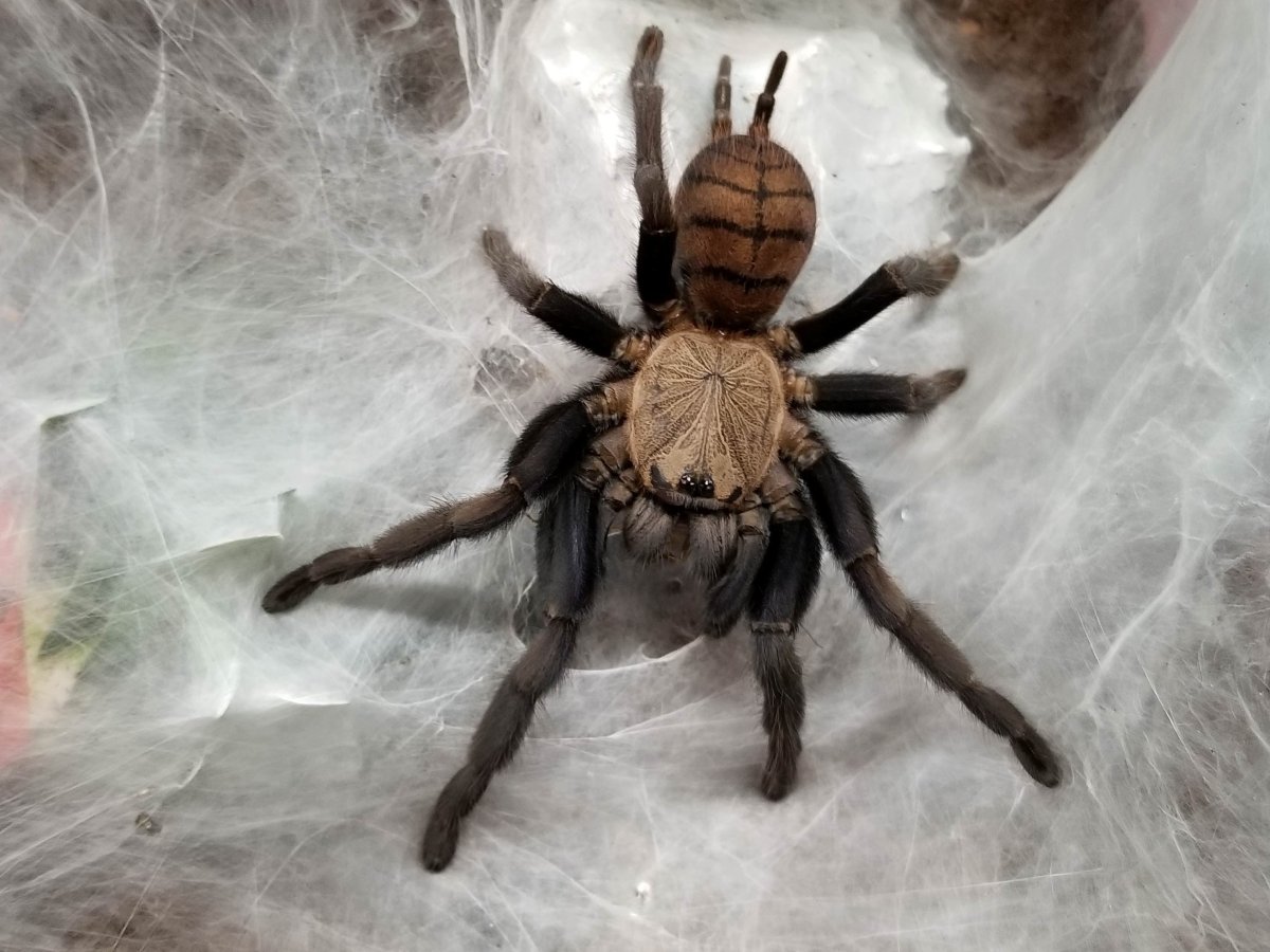 Тарантул в рамке