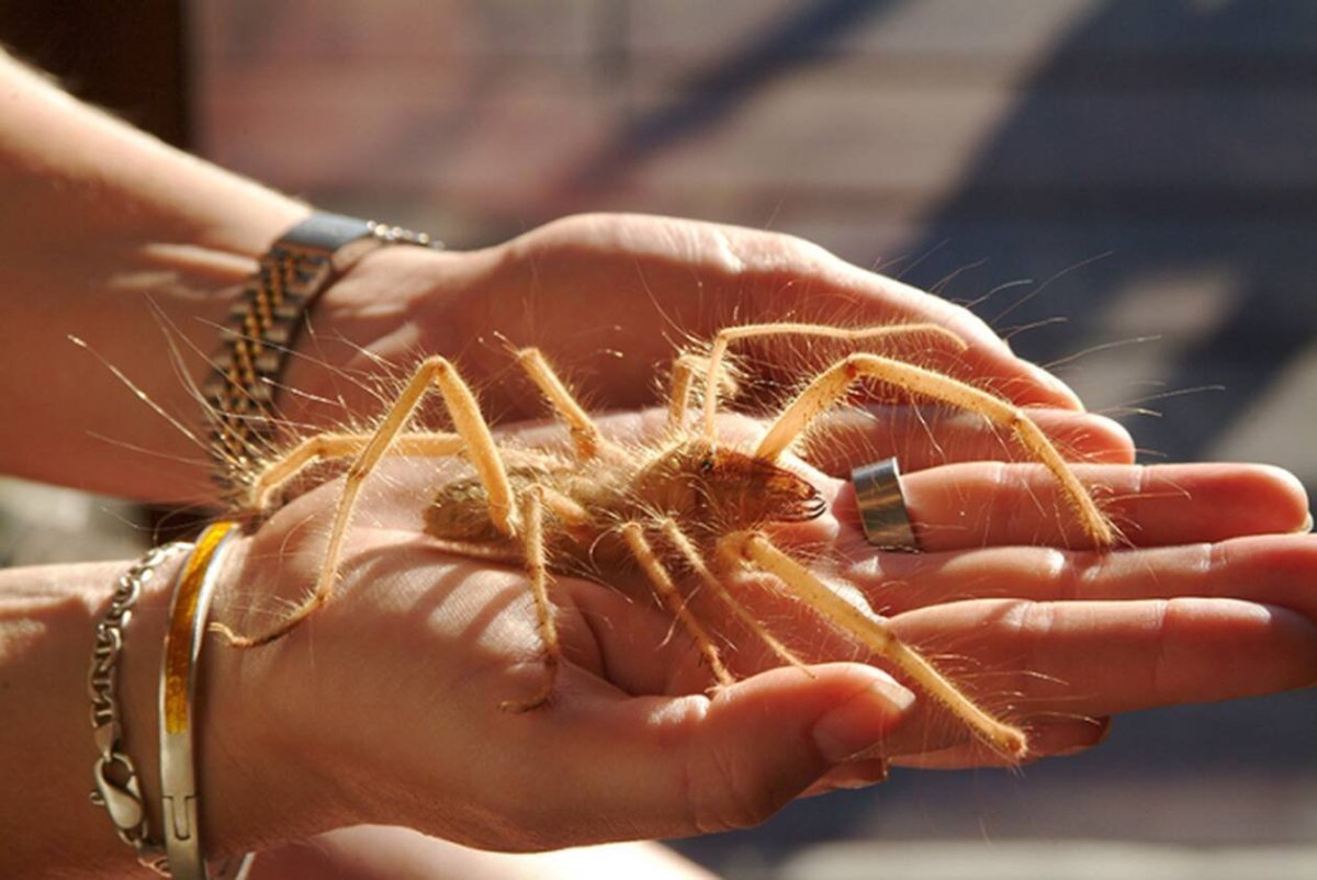 Сольпуга фаланга