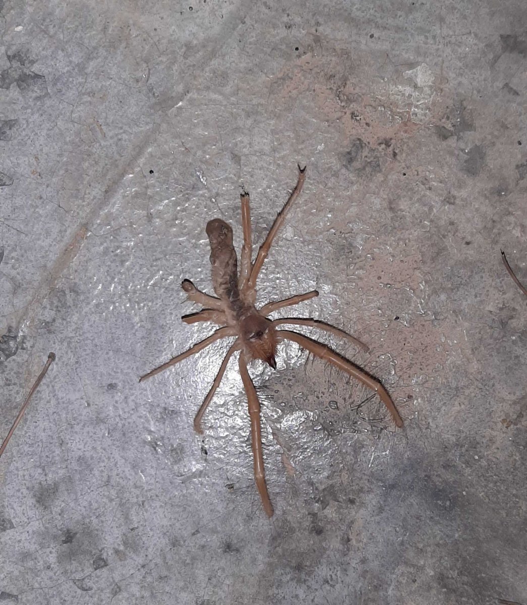 Верблюжий паук