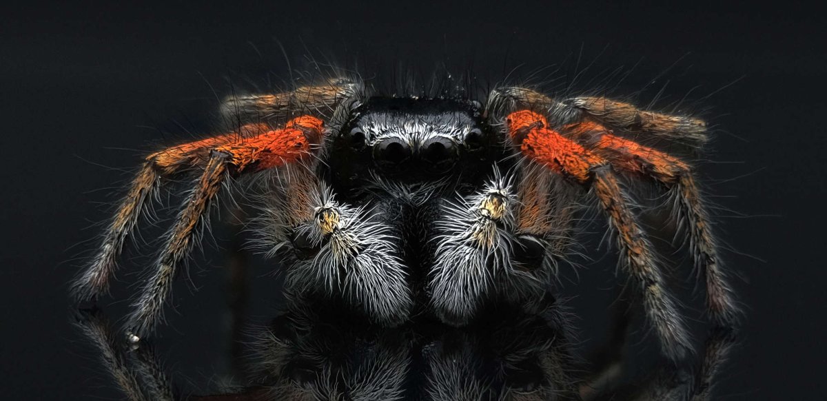 Паук реклама