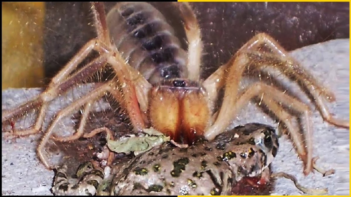 Паук фаланг и Скорпион