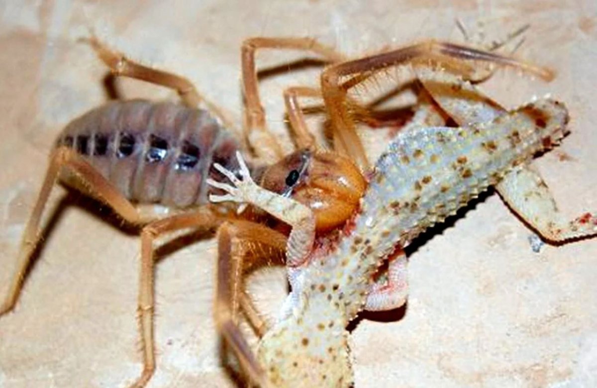 Сольпуга фаланга