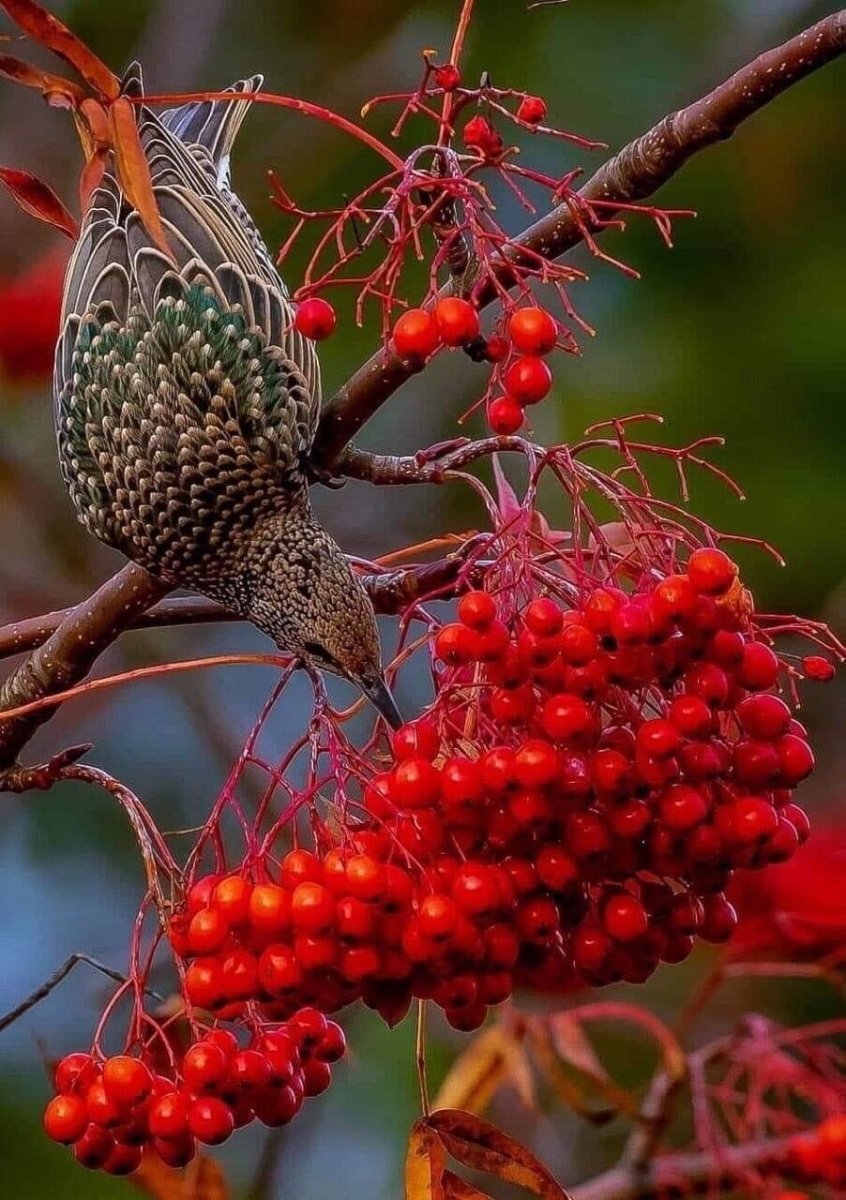 Птицы которые любят рябину