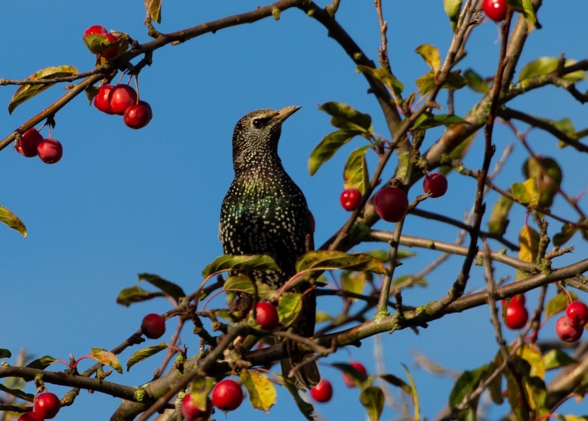 Рябиновые скворцы