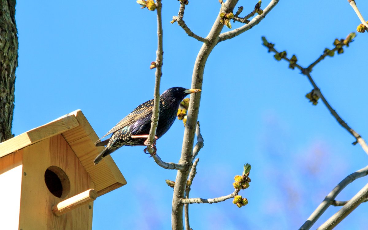Скворец в скворечнике
