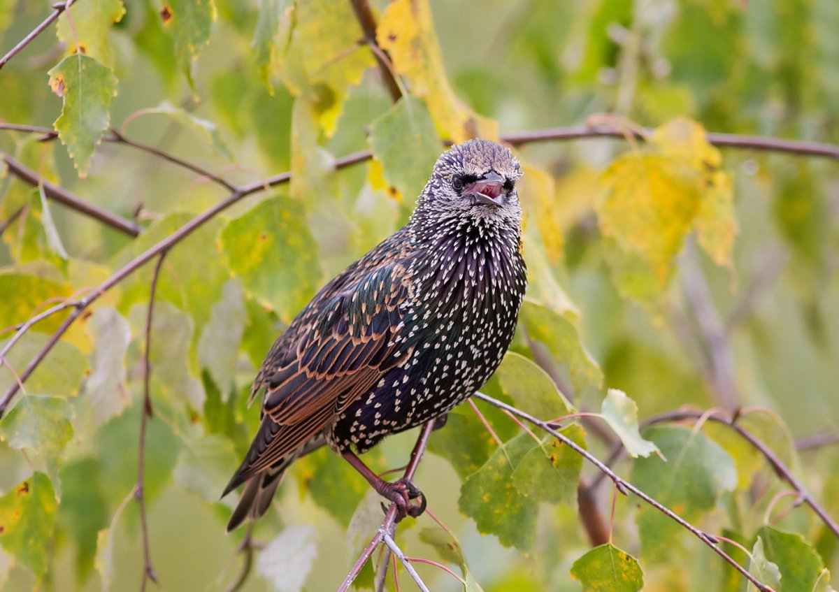 Певчий скворец