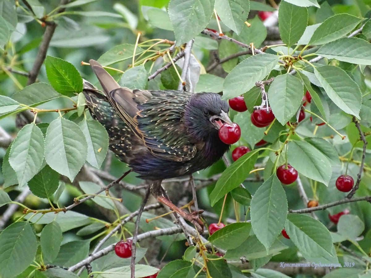 Птицы поедающие ягоды