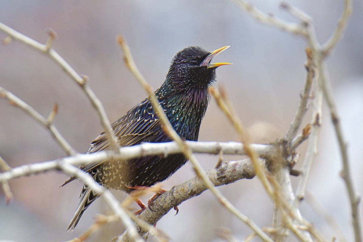 Наблюдение за скворцами