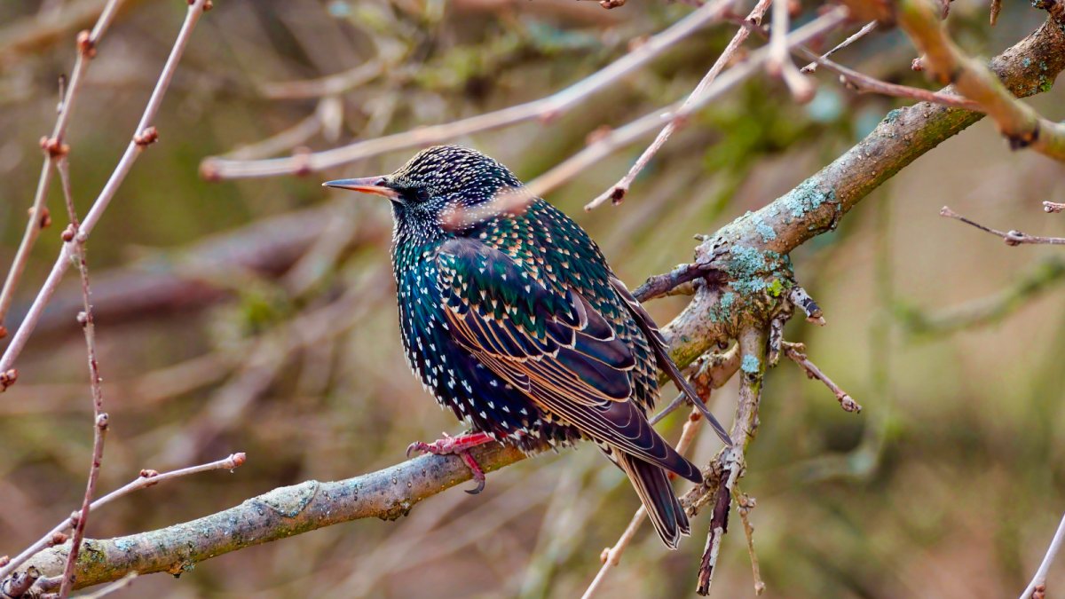 Скворец фото